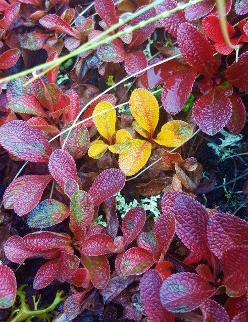 bearberry in the tundra